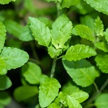 Actif naturel Tulsi